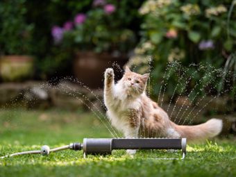 Wassereinsparung im Garten: Wissen Sie, wie man mit einer Hacke und einer Gabel gießt?