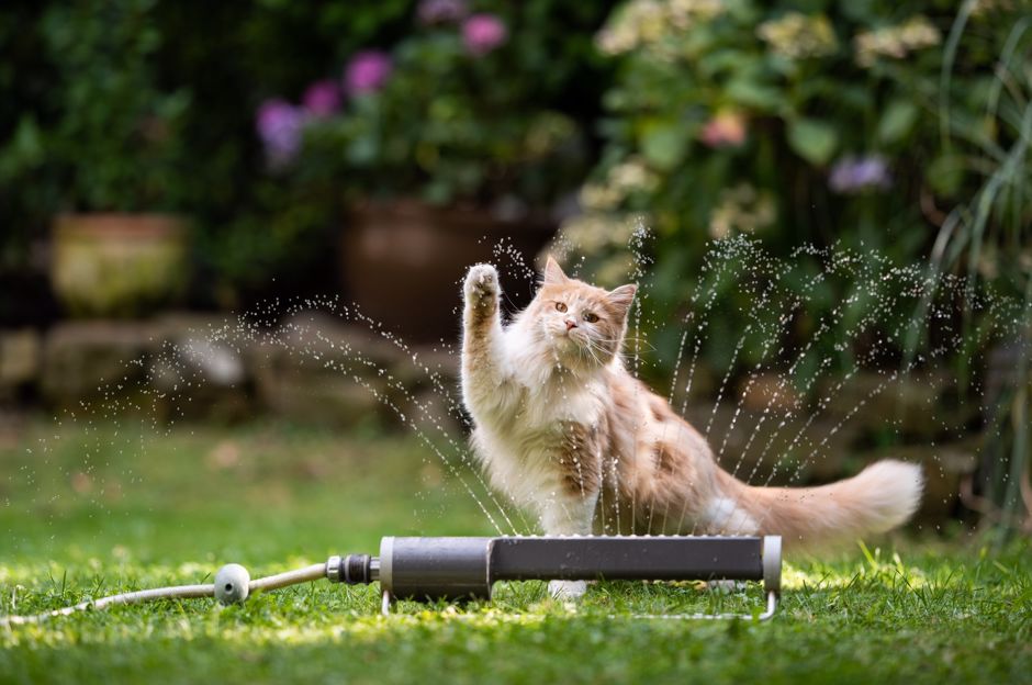 Wassereinsparung im Garten: Wissen Sie, wie man mit einer Hacke und einer Gabel gießt?