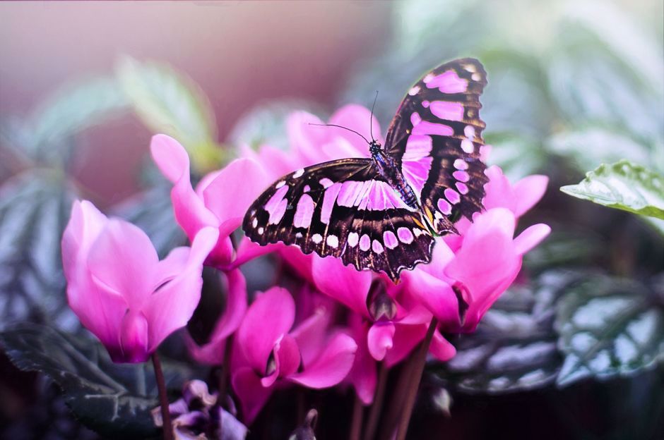 Der Frühling nimmt seinen Lauf, bereiten wir uns auf die Insekten vor