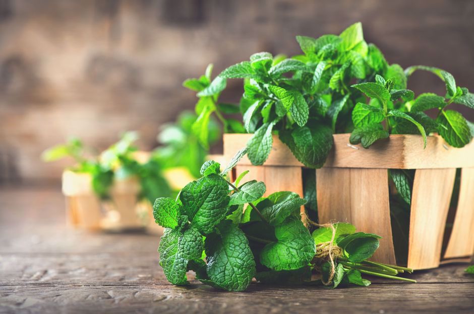 Die besten Kräuter für den Garten oder den Balkon