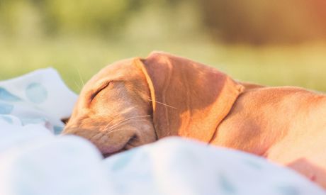 Entspannen Sie sich zu Hause 1. Teil – Entspannung im Garten