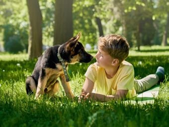 Haustiere im Garten: Katzen, Hunde sowie Meerschweinchen