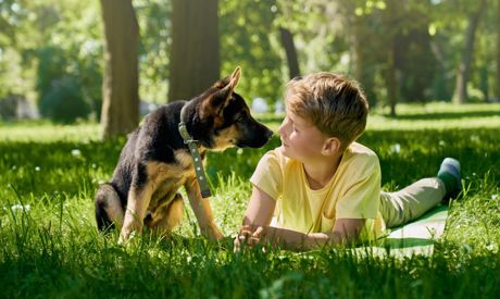 Haustiere im Garten: Katzen, Hunde sowie Meerschweinchen