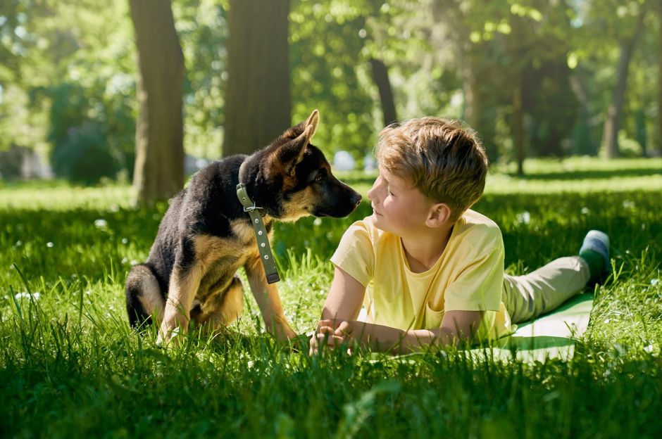 Haustiere im Garten: Katzen, Hunde sowie Meerschweinchen