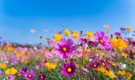 Der Sommer beginnt. Feiern Sie ihn auch mit den Zwergen