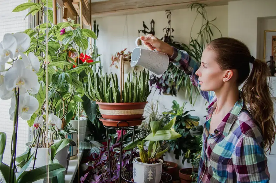 Wir wählen Pflanzen für den Wintergarten aus