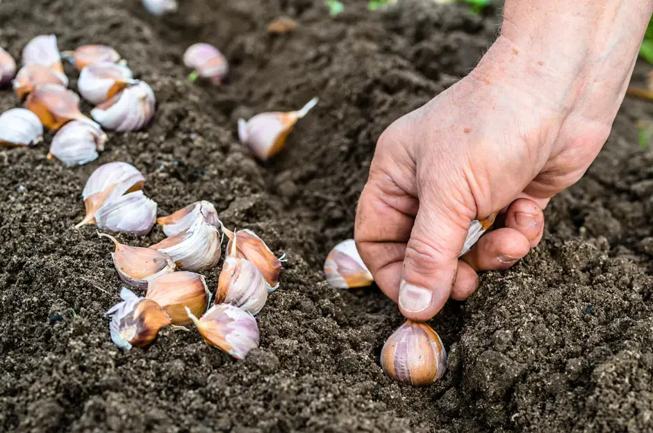 Anpflanzung und Anbau von Knoblauch im Frühling. Nützliche Ratschläge und Tipps, wie man Knoblauch auch zu Hause in der Wohnung anbauen kann!