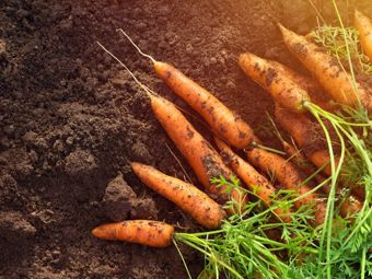 Juli im Garten: Was lässt sich säen, was ernten und worauf soll man achten?