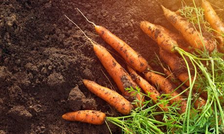 Juli im Garten: Was lässt sich säen, was ernten und worauf soll man achten?