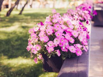 Pflanzen, die sich am besten für die Pergola eignen 