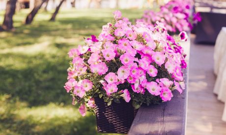 Pflanzen, die sich am besten für die Pergola eignen