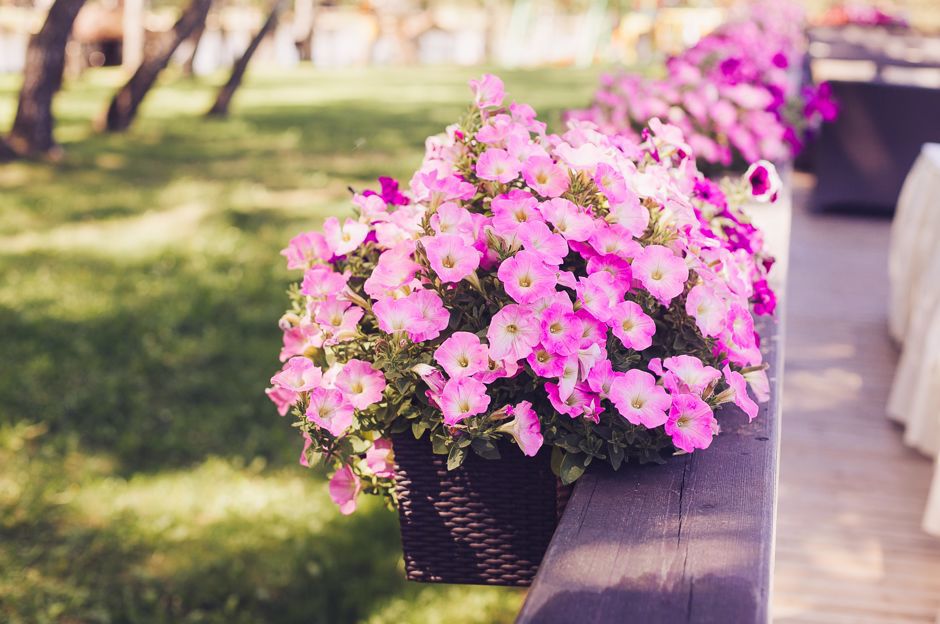 Pflanzen, die sich am besten für die Pergola eignen 