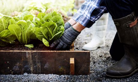 Fruchtwechsel: eine bewährte Methode zur Ertragssteigerung in Beeten