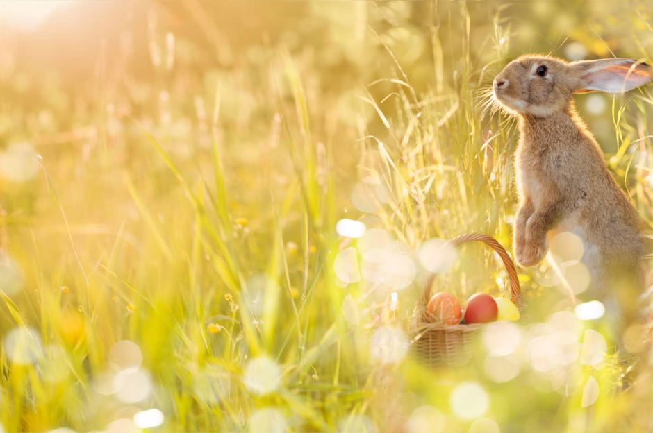Wie lässt sich Ostern zu Hause feiern?